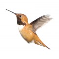 A5500110 01 kek-amsterdam-muursticker-forest-friends-hummingbird Tangara groothandel voor de kinderopvang